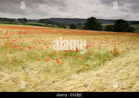 Mohn wächst in einem Feld von Gerste in der Nähe von Wenlocker, in der Nähe von Ironbridge, Shropshire, UK Stockfoto
