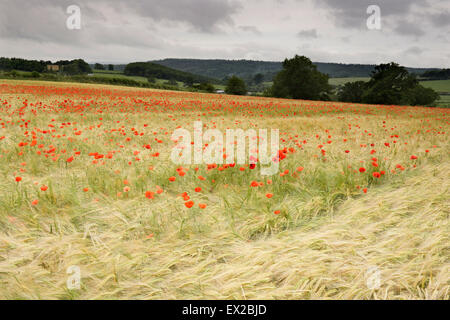 Mohn wächst in einem Feld von Gerste in der Nähe von Wenlocker, in der Nähe von Ironbridge, Shropshire, UK Stockfoto