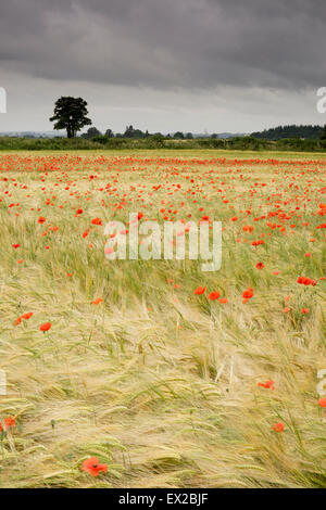 Mohn wächst in einem Feld von Gerste in der Nähe von Wenlocker, in der Nähe von Ironbridge, Shropshire, UK Stockfoto