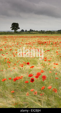 Mohn wächst in einem Feld von Gerste in der Nähe von Wenlocker, in der Nähe von Ironbridge, Shropshire, UK Stockfoto
