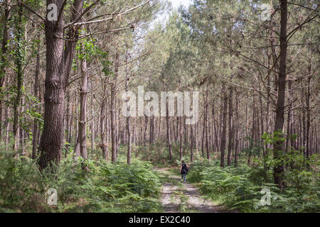 Ein Spaziergang im Landes Wald, zwischen Bäumen und Farnen Stockfoto