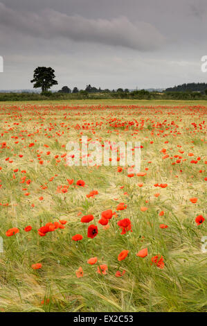 Mohn wächst in einem Feld von Gerste in der Nähe von Wenlocker, in der Nähe von Ironbridge, Shropshire, UK Stockfoto