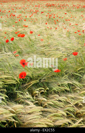 Mohn wächst in einem Feld von Gerste in der Nähe von Wenlocker, in der Nähe von Ironbridge, Shropshire, UK Stockfoto