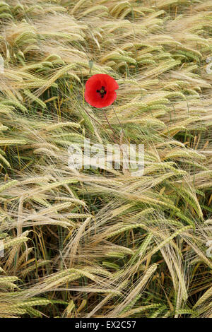 Mohn wächst in einem Feld von Gerste in der Nähe von Wenlocker, in der Nähe von Ironbridge, Shropshire, UK Stockfoto