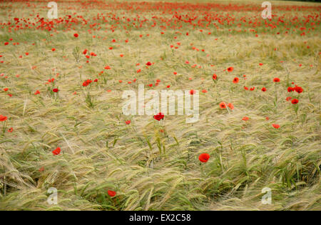 Mohn wächst in einem Feld von Gerste in der Nähe von Wenlocker, in der Nähe von Ironbridge, Shropshire, UK Stockfoto