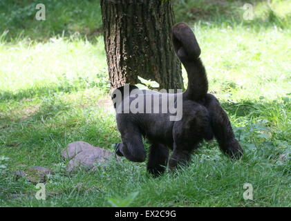 South American gemeinsame braun oder Humboldts wollige Affen (Lagothrix Lagotricha), zu Fuß auf dem Waldboden Stockfoto