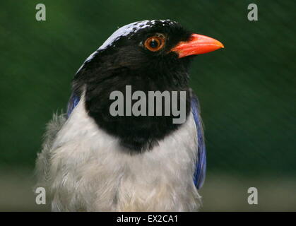 East Asian rot-billed blaue Elster (Urocissa Erythrorhyncha), Nahaufnahme des Kopfes Stockfoto