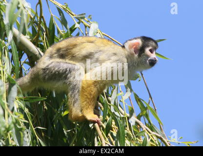 Nahaufnahme von einem südamerikanischen schwarz-capped Totenkopfaffen (Saimiri Boliviensis) hoch oben in einem Baum hängen von seinen Schweif Stockfoto