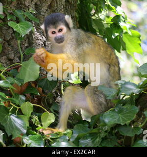 Nahaufnahme von einem südamerikanischen schwarz-capped Totenkopfaffen (Saimiri Boliviensis) hoch oben in einem Baum Stockfoto