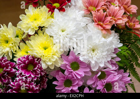 Bunte Chrysanthemen als Hintergrund Stockfoto