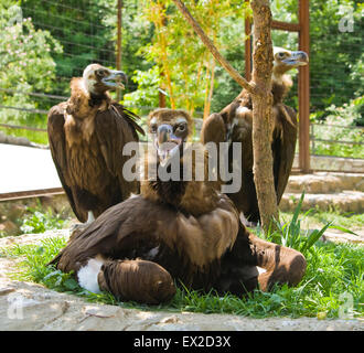 Drei Greifvögel sortieren Black Griffon (Aegypius Monachus) sitzen auf dem Rasen. Stockfoto