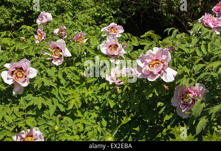 Strauch, baumartig Pfingstrose mit vielen rosa Blüten. Stockfoto