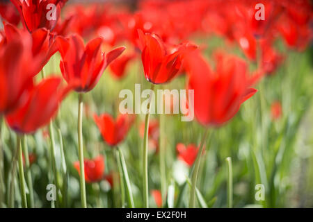 Lots of bright red tulips growing on summer green field. Flowers swaying by wind. Beautiful colours in spring. Stockfoto