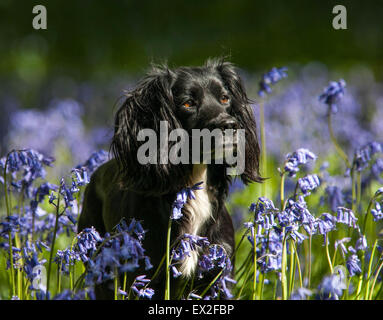 Schwarzer Hund in Glockenblumen Stockfoto