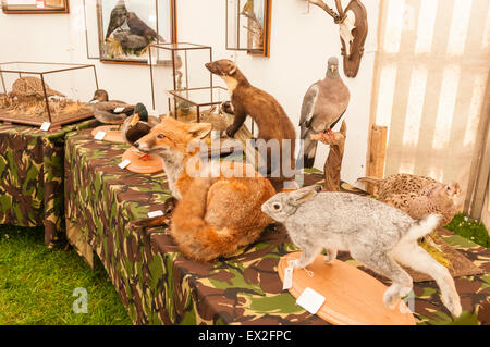 Anzeige der Präparatoren gefüllte Tiere Stockfoto