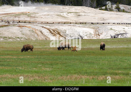 Bison im Bereich der Geysire im Yellowstone Stockfoto