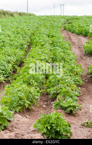 Kartoffeln wachsen in einem Feld in Comber, County Down, Nordirland Stockfoto