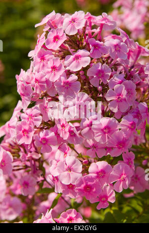 Phlox rosa Farbe, ein Zweig, vertikal. Stockfoto