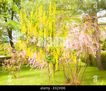 Zwei Pflanzen, gelb - lateinische Name Laburnum Anagyroides, genannt als Golden Shower Tree und goldene Kette und rosa - lateinische Name Tamar Stockfoto