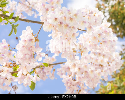 Blumen der Kaiserin Baum oder Prinzessin Baum oder Fingerhut Baum, lateinischen Namen Paulownia Tomentosa, aufgenommen in St. Konstantin und Hel Stockfoto