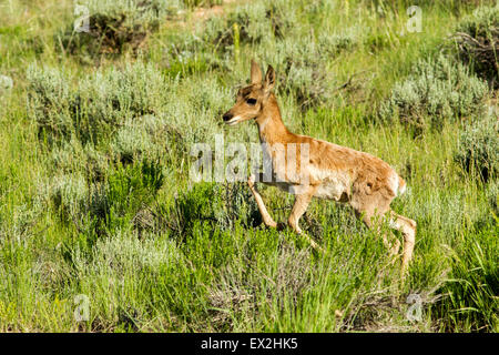 Gabelbock Antilocapra Americana Bryce Canyon National Park, Garfield County, Utah, Vereinigte Staaten von Amerika 25 Juni unreifen laufen. Stockfoto