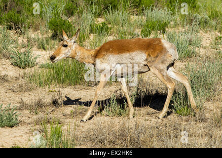 Gabelbock Antilocapra Americana Bryce Canyon Nationalpark, Garfield County, Utah, USA 25 Juni Erwachsenen weiblichen Stockfoto