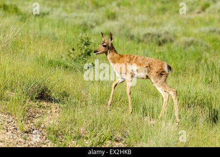 Gabelbock Antilocapra Americana Bryce Canyon National Park, Garfield County, Utah, USA 25 Juni unreifen A Stockfoto