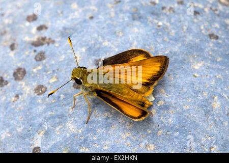 Taxiles Skipper Poanes Taxiles nördlich von Escelante, Garfield County, Utah, USA 29 Juni erwachsenen männlichen Hesperiidae: Stockfoto