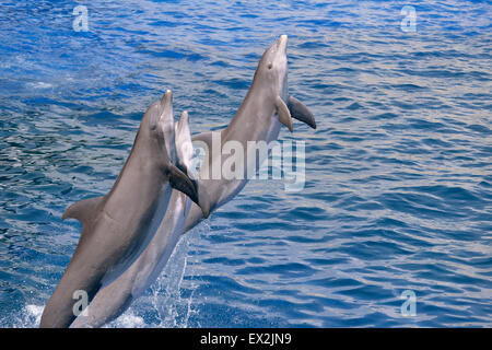 Delphine springen aus dem Wasser Stockfoto