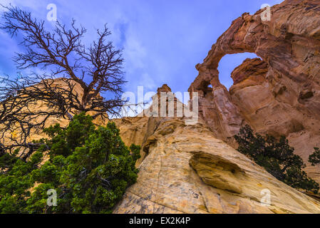 Grosvenor Arch Sandstein Doppelbogen befindet sich im Grand Staircase-Escalante National Monument Stockfoto