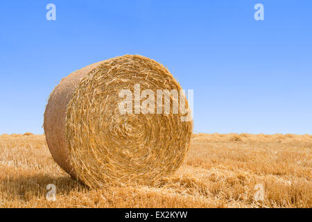 bale pressed from straw after harvest on blue sky backgound with copyspace Stockfoto