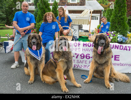 Wantagh, New York, USA. 4. Juli 2015. Drei Leonberger Hunde, die NYC-Boys, L-R, Mr. America, Hollywood und Magneto, sind vor der sicheren Zufluchtsort von Hope Foundation Schwimmer in der Wantagh 4. Juli Parade, eine langjährige Tradition der Unabhängigkeitstag auf Long Island. Die große braune und schwarze Hunde sind in dem Film The Equalizer, Off-Broadway-Stücken, die Westminster Dog Show, und Therapiehunde. Bildnachweis: Ann E Parry/Alamy Live-Nachrichten Stockfoto