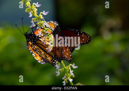 Monarchfalter auf Purdy Schmetterlingshaus, Huntsville Botanical Garden, Huntsville, AL Stockfoto