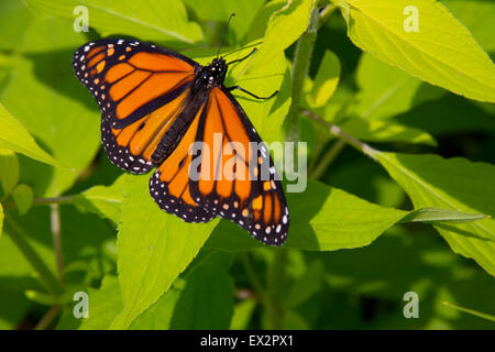 Monarch-Schmetterling im Schmetterlingshaus Purdy, Huntsville Botanical Garden, Huntsville, AL Stockfoto