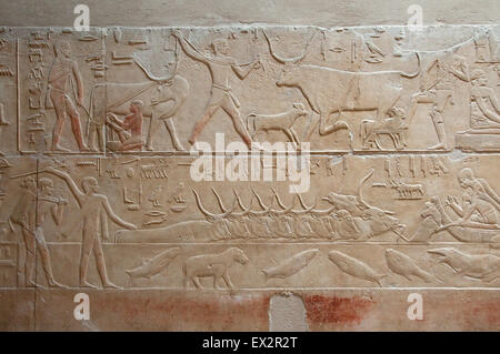 Sakkara, Kairo, Ägypten: Mastaba des Kagemni, altes Königreich V Dynastie (2321-2290 v. Chr.). Linderung von verschiedenen Szene des täglichen Stockfoto