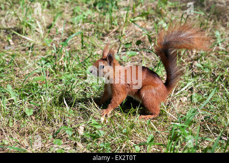 Eichhörnchen im Lazienki-Park, Warschau, Polen Stockfoto