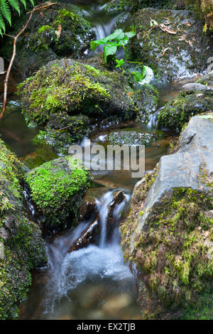 Kleiner Bach Wasser Rauschen über Felsen am Canonteign Falls, Dartmoor National Park, England (ein Englands höchste Wasserfälle) Stockfoto