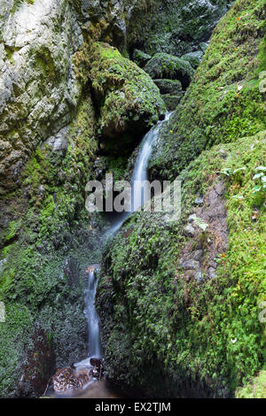 Kleiner Bach Wasser Rauschen über Felsen am Canonteign Falls, Dartmoor National Park, England (ein Englands höchste Wasserfälle) Stockfoto