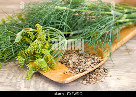 Dill und Samen auf einem Löffel aus Holz Stockfoto