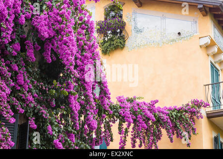 Schönen Bougainvillea Rebe, im Bild ein Gebäude in Sirmione am Gardasee klettern. Italien. Stockfoto