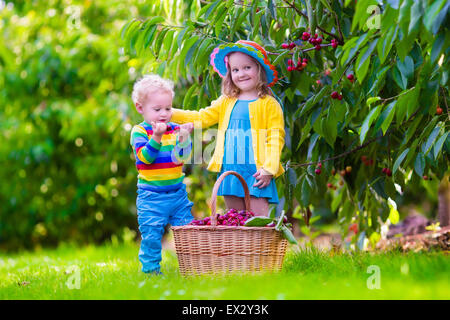 Kinder pflücken Kirschen auf einer Obstplantage. Kinder pflücken Kirschen im Sommer Obstgarten. Kleinkind Kind und Baby Essen frisches Obst aus dem Garten Stockfoto