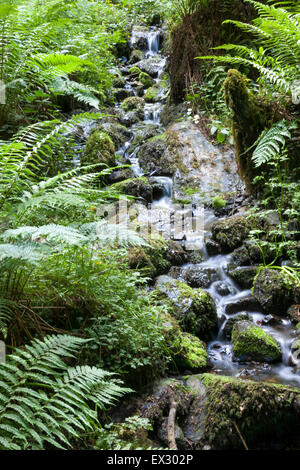 Kleiner Bach Wasser Rauschen über Felsen am Canonteign Falls, Dartmoor National Park, England (ein Englands höchste Wasserfälle) Stockfoto