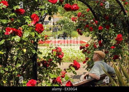 Ein Gentleman entspannt sich unter einer rose Bogen auf in Hall Leys Park, einem schönen öffentlichen Raum in Matlock, Derbyshire England UK Stockfoto