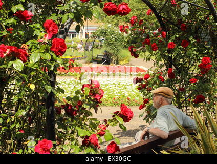 Ein Gentleman entspannt sich unter einer rose Bogen auf in Hall Leys Park, einem schönen öffentlichen Raum in Matlock, Derbyshire England UK Stockfoto