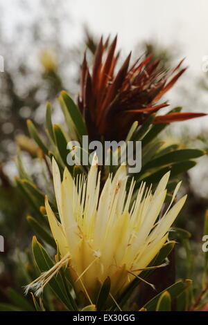 Zwei protea Blumen aus verschiedenen Jahreszeiten Stockfoto