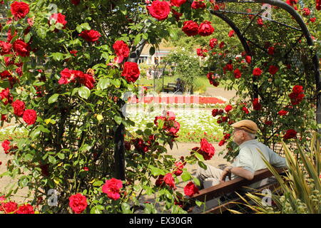 Ein Gentleman entspannt sich unter einer rose Bogen auf in Hall Leys Park, einem schönen öffentlichen Raum in Matlock, Derbyshire England UK Stockfoto