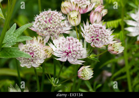 Nadelkissen Blume Köpfe der Sterndolde, Astrantia große Stockfoto