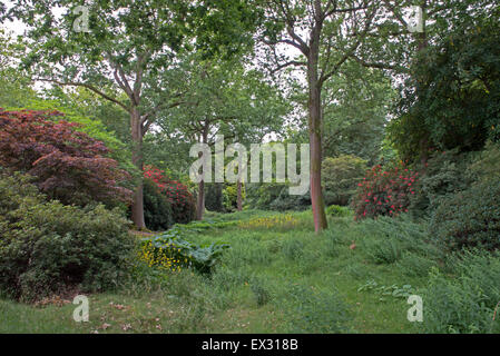 Der Farn Dell im High Beeches Woodland & Wassergarten, Handcross, West Sussex, England, UK, GB Stockfoto