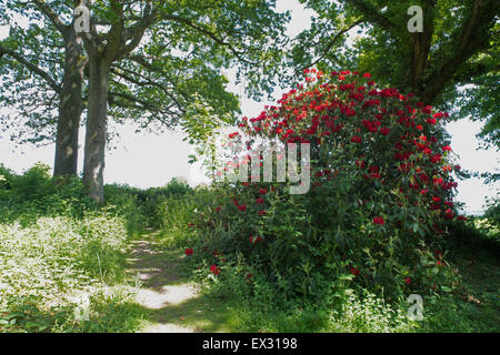 Rot Rhododendron-Rhododendron Ferrugineum im wilden Garten am Nymans, Handcross, West Sussex, England, UK, gb Stockfoto