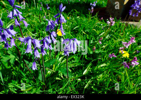 GLOCKENBLUMEN Stockfoto